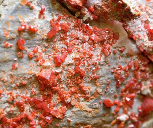 emeraldcityminerals:Cherry red realgar (As4S4) on matrix. From the Royal Reward Mine, Green River Go