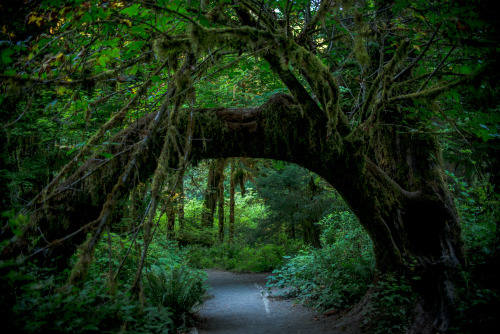 every year I hit a new national park as a goal.Olympic National Parkstill have yet so much to still 