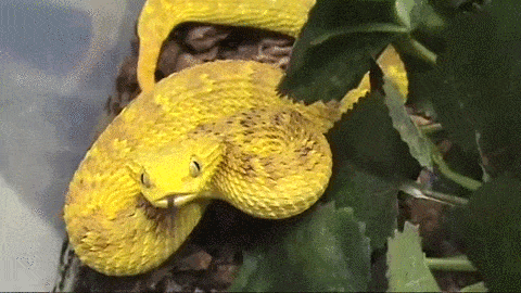 exotic-venom:(Atheris squamigera) variable bush viperi will not lie this baby strikes so fast and my