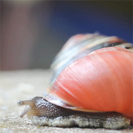 missdoku:  snails are fascinating to me idk why 