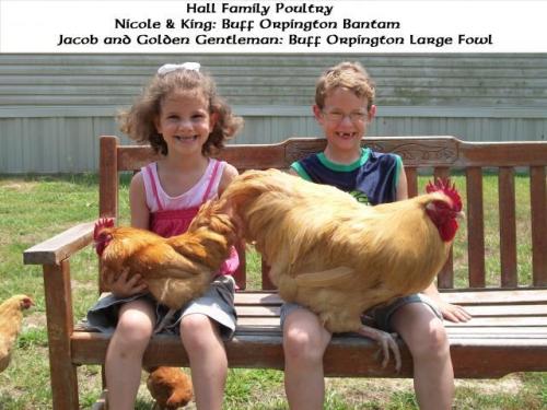 chickenoftheday:bantam and large fowl orpington