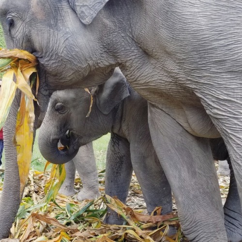 elephants