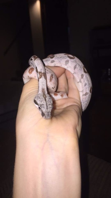 I bought this baby boy yesterday at the reptile show, I finally have a boa!