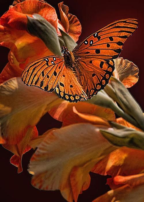 pearlz-n-lace:  livingpierside:  fineartamerica.com   🌺🌺🌺🌺🌺🌺