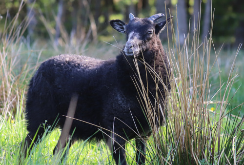 Gute sheep/gutefår, an old Swedish breed. The Gute is horned in both rams and ewes. Värmland, Sweden