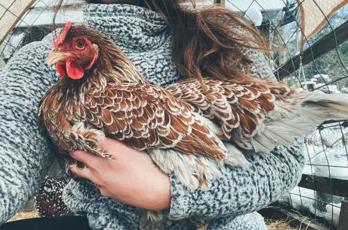 Blue-Laced Red Wyandotte, via ajwildwayfarm