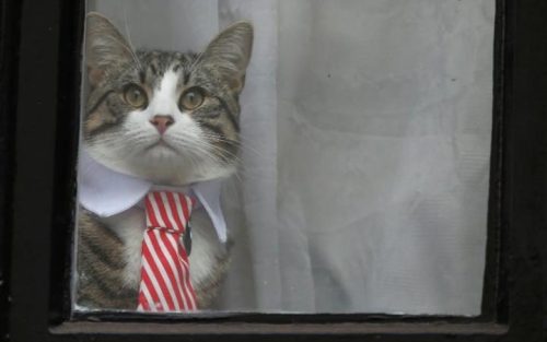 funnywildlife: Julian Assange’s cat looking out for spies from the window of the Ecuadorian Embassy in London as prosecutor Ingrid Isgren from Sweden interviews Assange. Photo: Peter Nicholls 