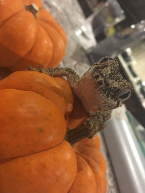 amyalexandra-reptiles: This just in: Local lizard thinks pumpkins are pretty rad