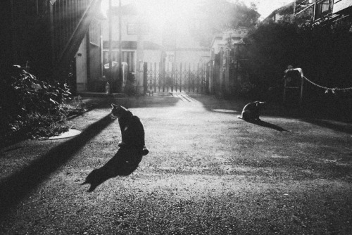 mitsutakatajiri - Cats in Sugamo.Tokyo