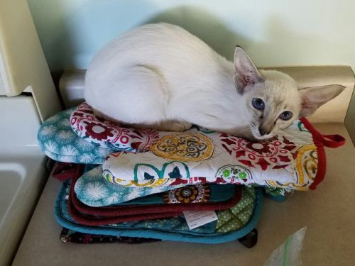 kalooeh:Look at my brother’s new kitten’s GIANT EARSAlso @pangur-and-grimIs that Dobby