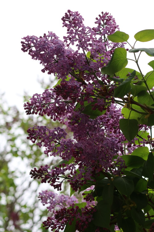  Syringa vulgaris — lilac 