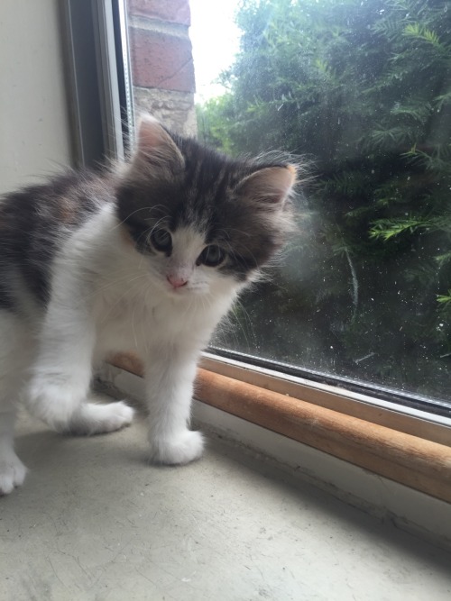 boobookityyfuck:She was going to attack, but she got distracted by her own tail