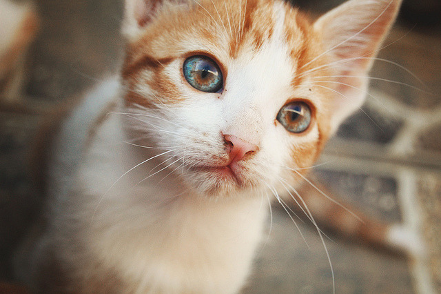bonjour-ka:  Olhos de universo. by emi iemai on Flickr.