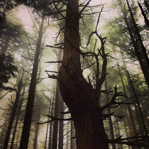 treeporn: Bellingham, Washington Source: Lexsay (Submitted by Lexsay)