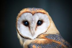 featheroftheowl:  Barn Owl by Matthieu Soudet