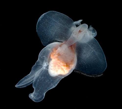 Sea butterfliesThese beautiful gastropods (the same family as snails) have been called the potato ch