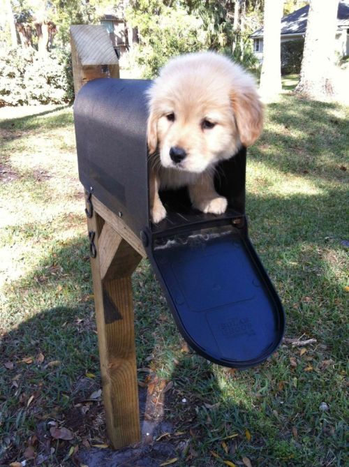 bloogue: prbuick11: thecutestofthecute: Congratulations!! You got mail !!!.. Pup-mail that is!!