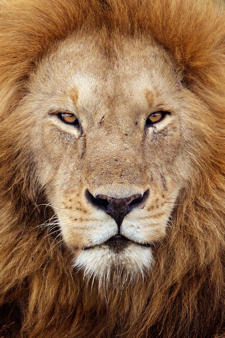 llbwwb:  (via king by Mark Bridger / 500px)