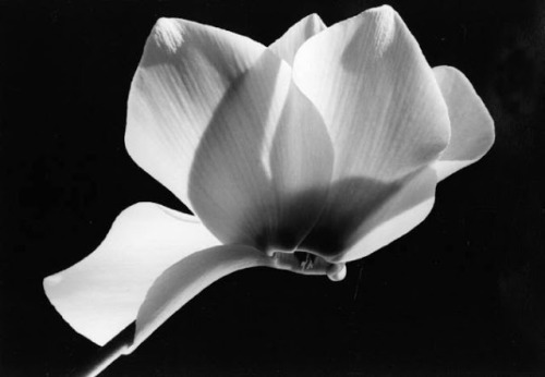 Yasuhiro Ishimoto