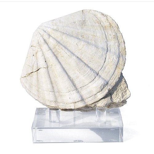 Surmounting clams by www.thefossilstore.com workshop-Lab #pecten #shells #shell #interiors #design #