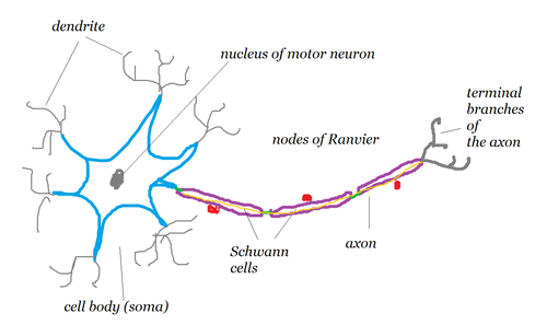 axon to dendrite to cell body axon to dendrite to cell body