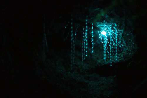 awkwardsituationist:  the waitomo caves of new zealand’s northern island, formed two million years ago from the surrounding limestone bedrock, are home to an endemic species of bioluminescent fungus gnat (arachnocampa luminosa, or glow worm fly) who