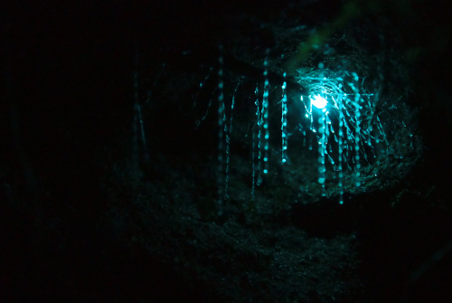 conflictingheart: the waitomo caves of new zealand’s northern island, formed two million years ago 