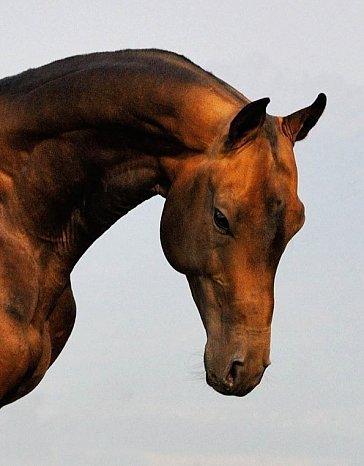 scarlettjane22: Akhal Teke  Stallion Esugeibatyrwww.tekehorse.com