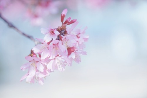 happymiko: おかめ桜2018 Adobe CC 2019 Freedownload