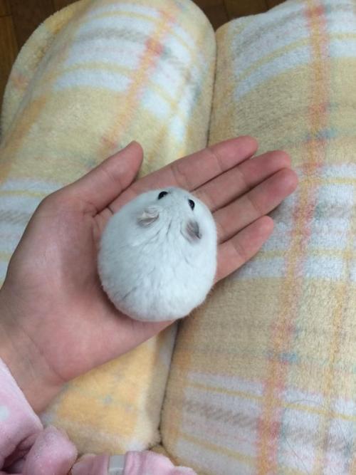 seeriously:  fadeintocase:  rats-for-candy:  holy cow  the fur orb  I keep seeing this lil guy on my dash and its just… so round… so small… so pure… 