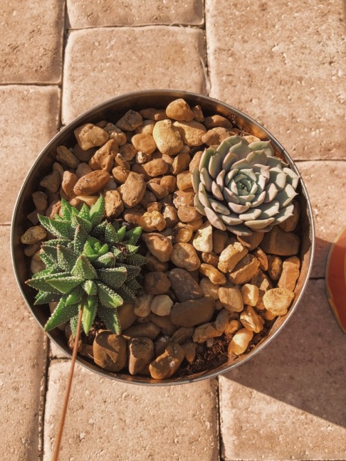 hightaco: New babies &amp; new home