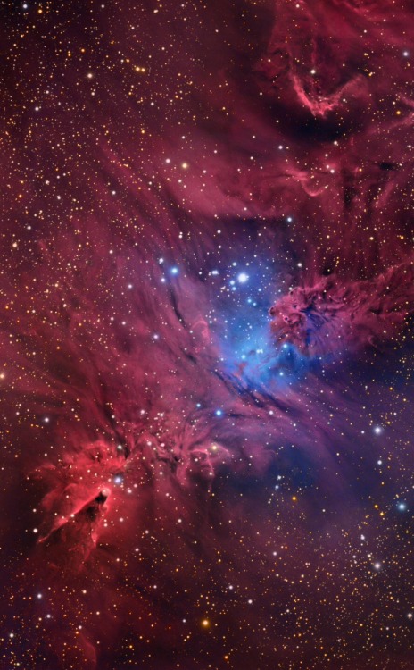thedemon-hauntedworld:Cone Nebula LRGB HaCredit: Tony Hallas Astrophoto