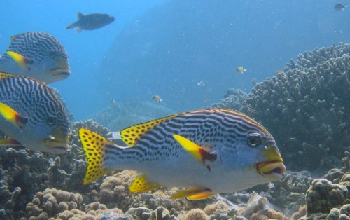 Status update: Philippine reef fish speciesRecently, our lab group published a paper on the current 