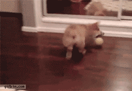 Just Funny Pictures