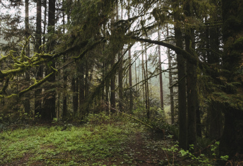 thomaslawn: Clearing in the forest.© Thomas Lawn, 2015Instagram | Tumblr | Website