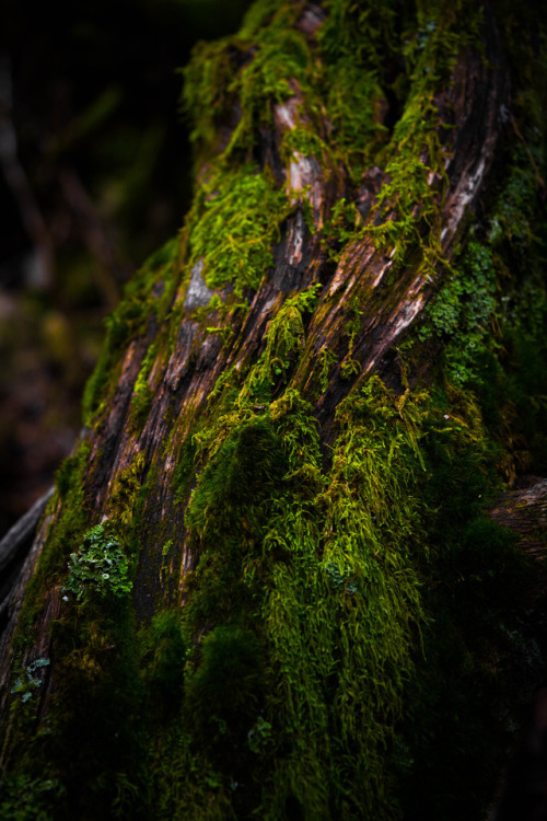 jackaphotography: Forest Wandering • Jack .A. © Facebook   Tumblr  Instagram &nb