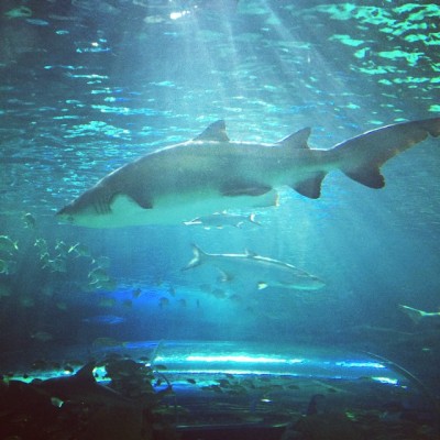 hung out with the fishies last night. thanks @klickhealth for the snacks and fun! #sharks (at Ripley’s Aquarium of Canada)