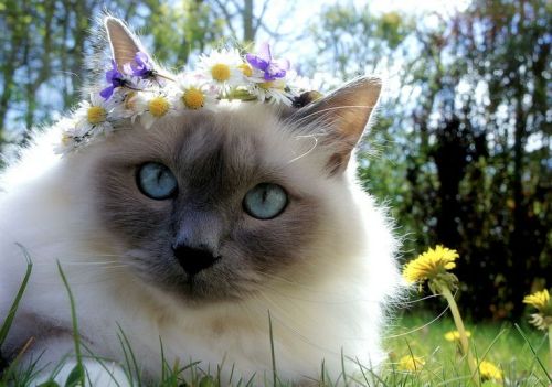 cuteness-daily: Cats With Flower Crowns!