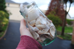 qlowbear:  jar of seashells c: 