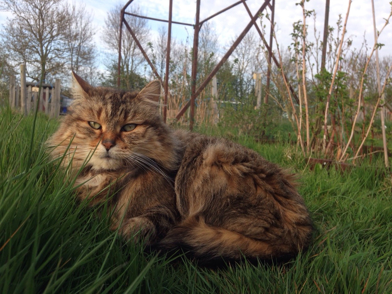 kitty-in-training:  The ‘feral’ cat that lives on the allotments has taken up