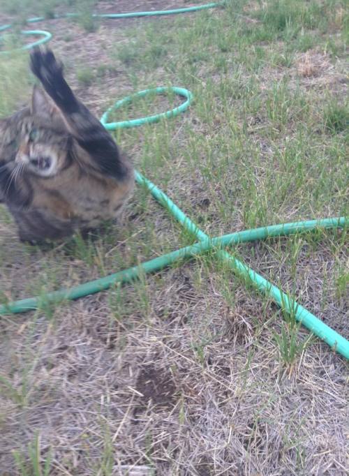 ssnoot:My cat playing with a blade of grass