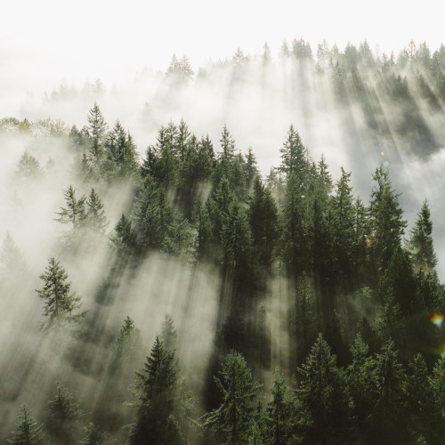 forestscape:bryandaugherty:Morning rays in Washington.  I love where I live.x