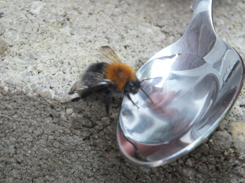 3rdquartermoon:  byron130:  18.05.2014I learned yesterday that when you see a bee on the ground that isn’t moving, it’s not necessarily dead, it’s probably just dead tired from carrying lots of pollen and needs re-energising. So if you mix a tiny