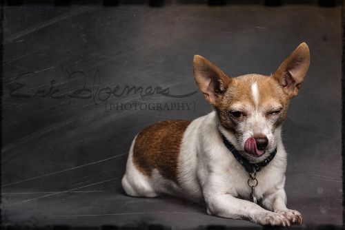 &ldquo;and just What are you looking at?&rdquo; -Esteban www.ericbloemersphotography.