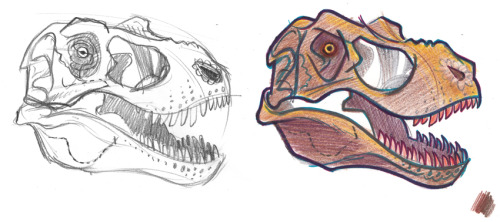 A quick Tyrannosaurus Rex skull I drew for a friend’s son.