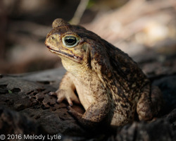 toadschooled: A cane toad [Rhinella marina]