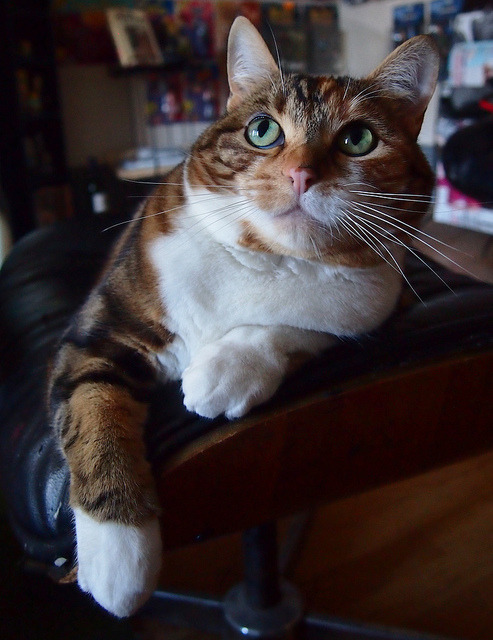 magical-meow:posed and ready by Darwin Bell on Flickr.