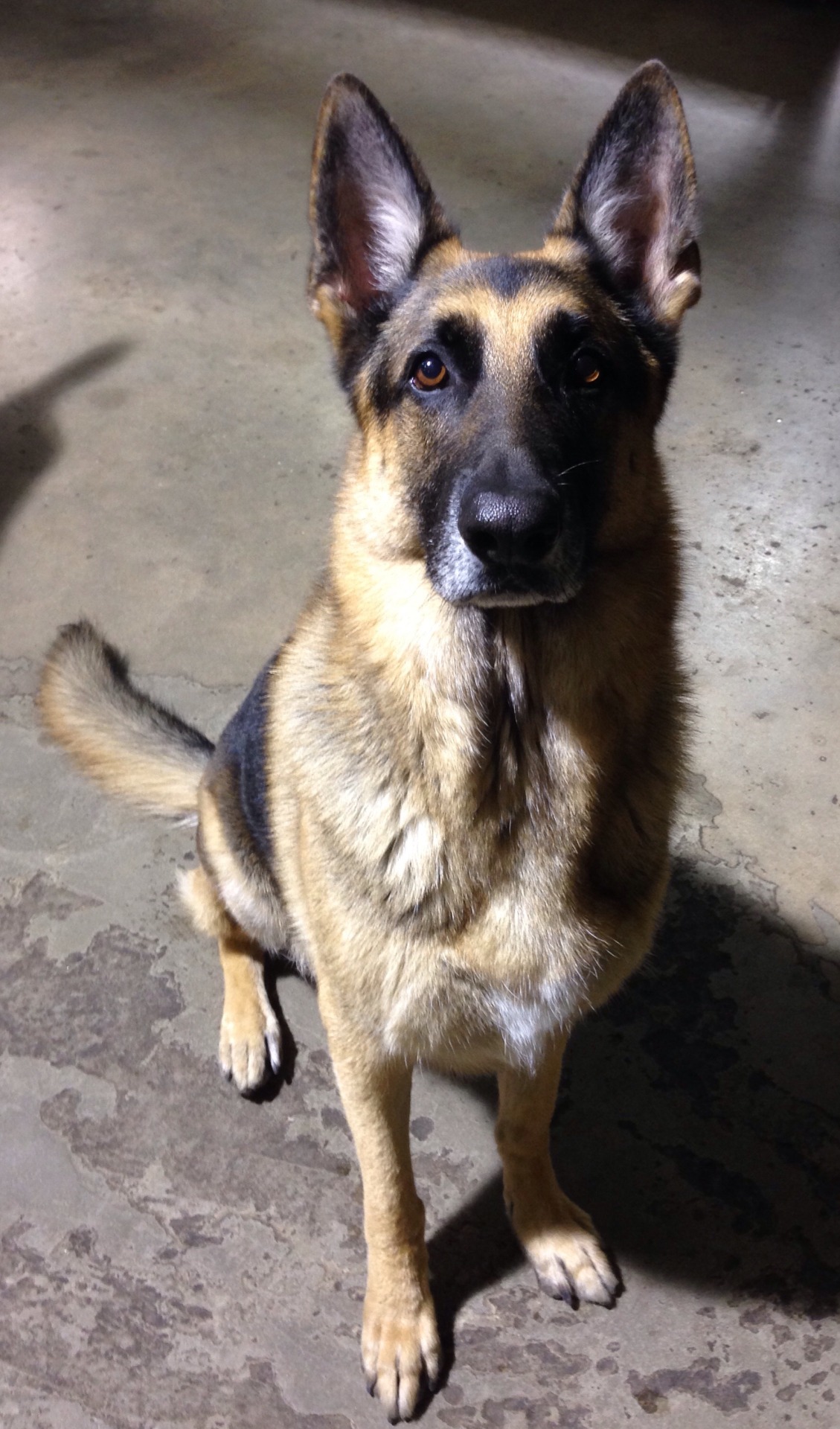 handsomedogs:  Moe.