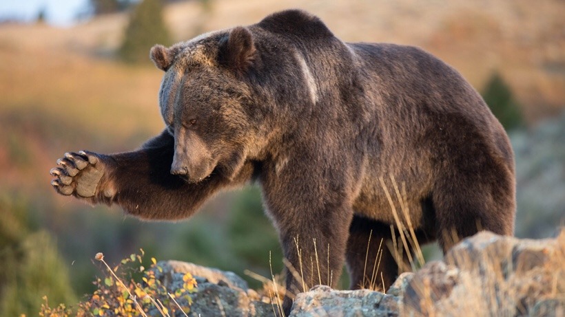 snailtongue:[ID: A grizzly bear standing on a rock with one paw out, as if to swat at something.]