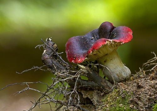 the-greenest-home: Russula-4132-35 by Peter Warne-Epping Forest on Flickr.